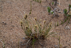 Carex borealipolaris
