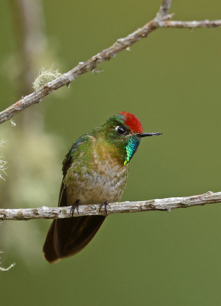 Rufous-capped Thornbill (Chalcostigma ruficeps) photo