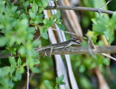 Anolis alutaceus