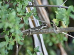 Anolis alutaceus