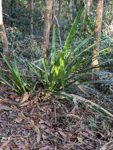 Pandanus austrosinensis, photograph 2