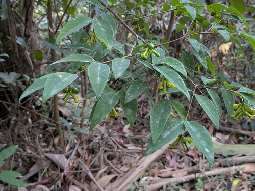 Nodding Wikstroemia (Wikstroemia nutans)