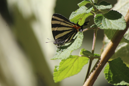 Photo of Erybathis Hairstreak (Laothus erybathis)