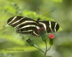 Heliconius charithonia