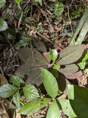 Ardisia mamillata