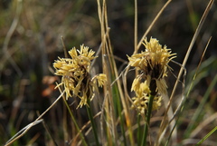 Carex borealipolaris