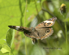 Junonia neildi