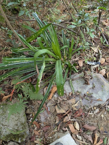 Pandanus austrosinensis
