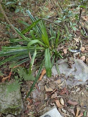 Pandanus austrosinensis