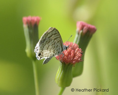 Leptotes cassius