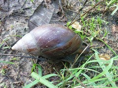 Achatinidae