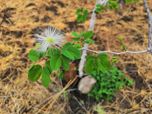 Lysiloma tergeminum, photograph 2