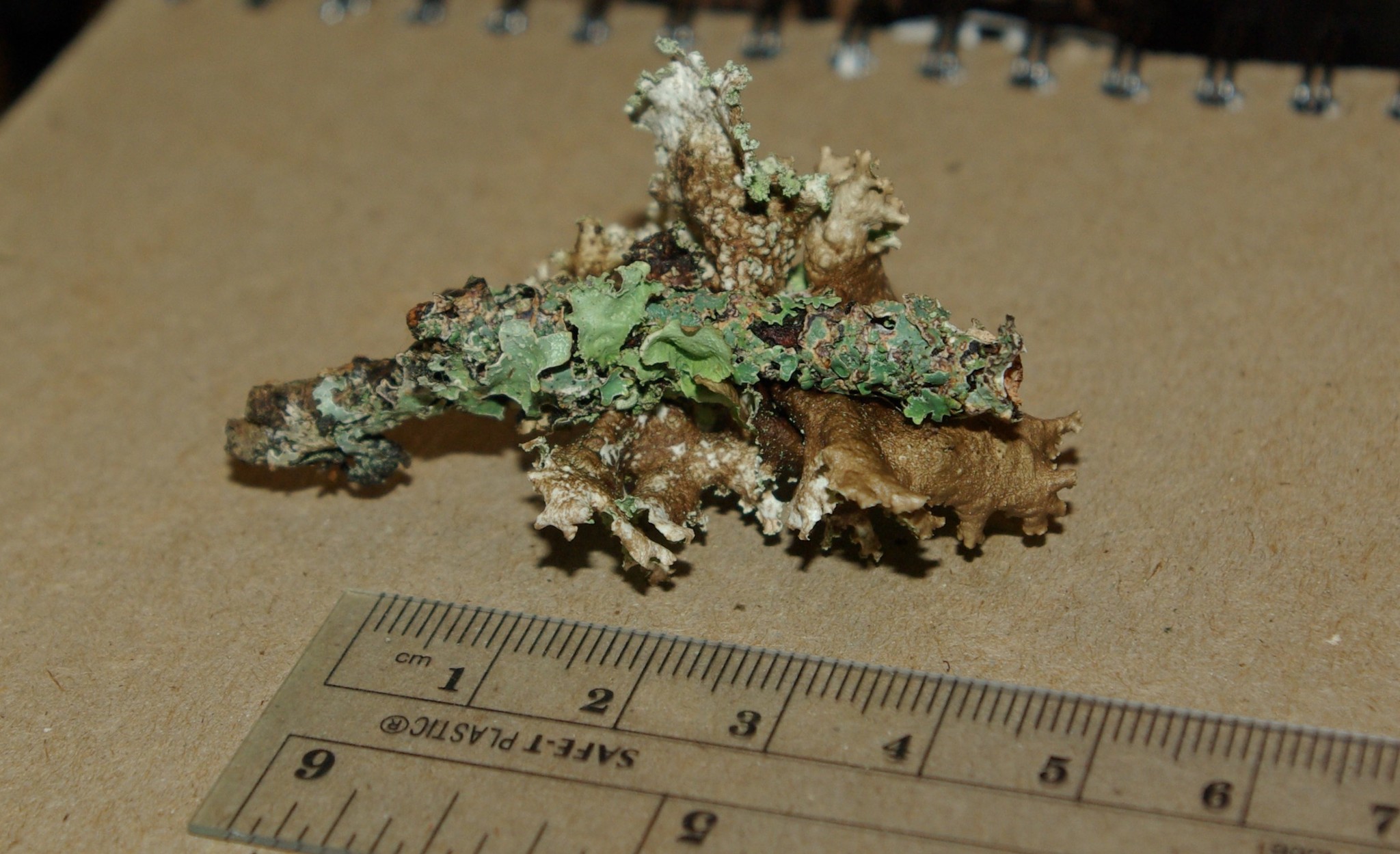 Platismatia glauca image