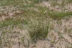 Carex borealipolaris
