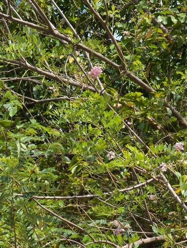 Gliricidia sepium