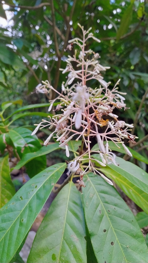 Rustia gracilis