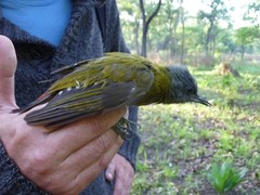Chloropicus griseocephalus