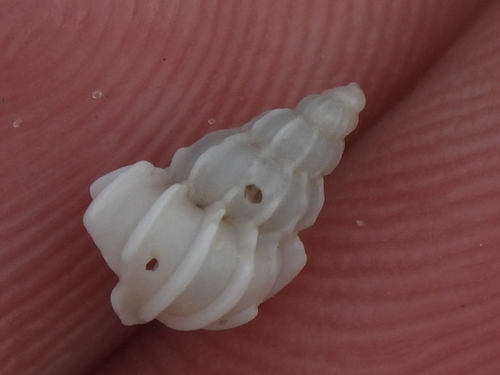 Epitonium angulatum observed 2026-02-19