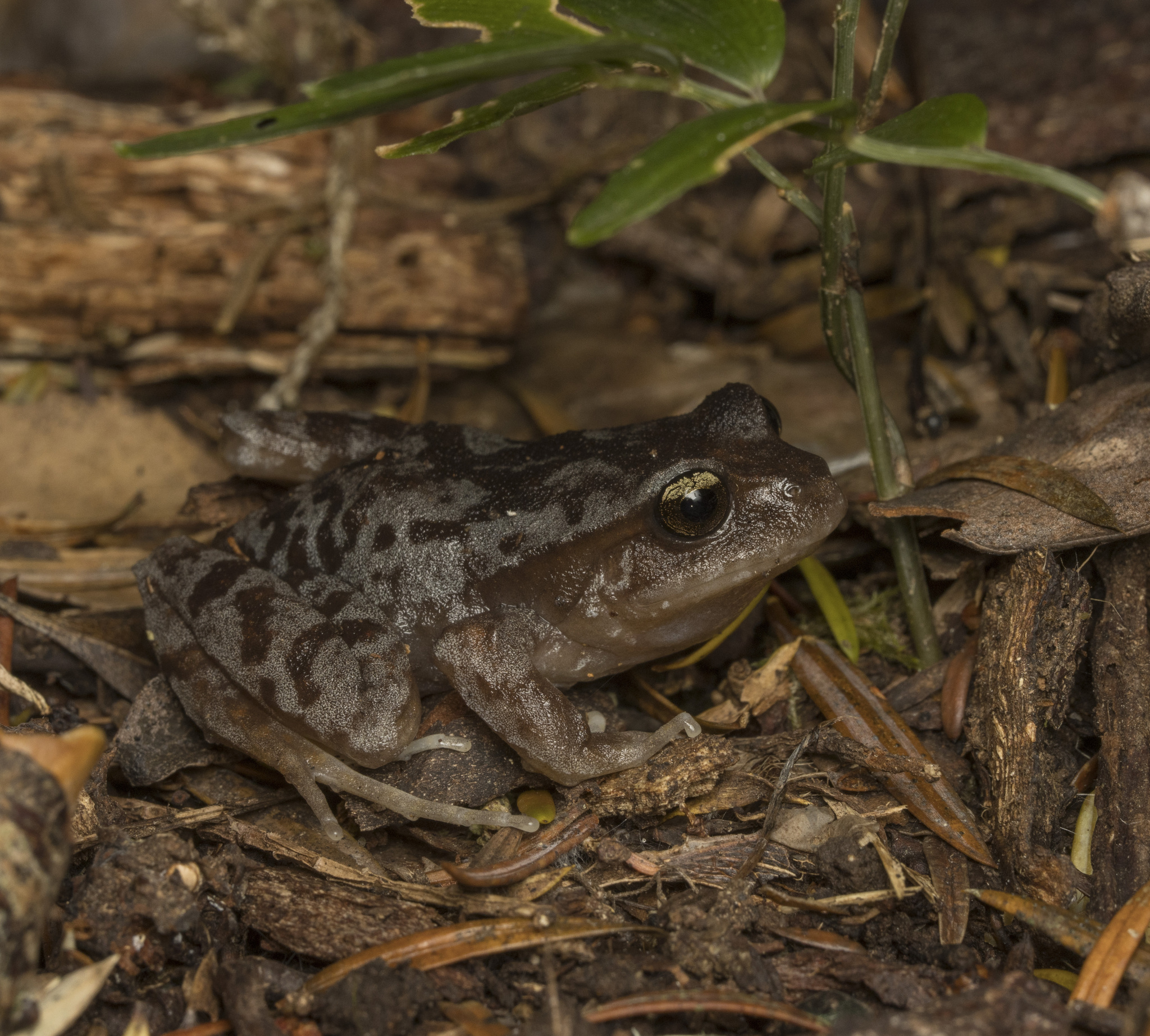 Eupsophus altor Nuñez, Rabanal & Formas, 2012