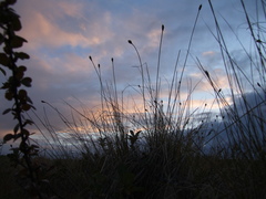 Carex borealipolaris