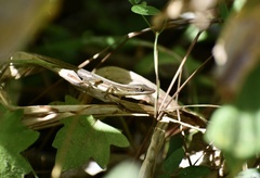 Anolis rejectus