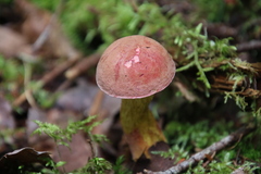 Boletus speciosus