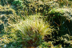 Carex borealipolaris