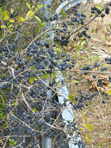 Forestiera segregata, photograph 3