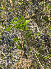 Forestiera segregata, photograph author not stated, no rights reserved