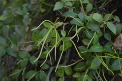 Peperomia glabella