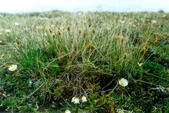 Carex borealipolaris