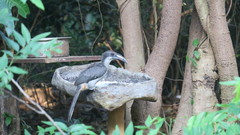 Ocyceros gingalensis