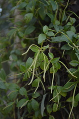 Peperomia glabella