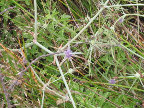 one-horned eryngium (Eryngium corniculatum)