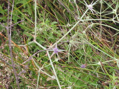 Eryngium corniculatum, photograph (c) zebedeugalinha, some rights reserved (CC BY)