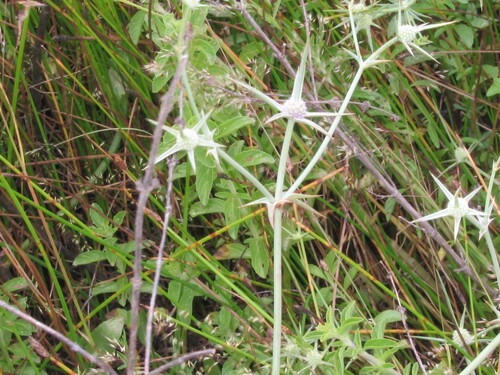 Eryngium corniculatum, photograph 1