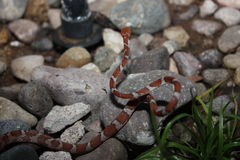 Imantodes gemmistratus