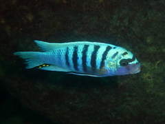 Maylandia zebra