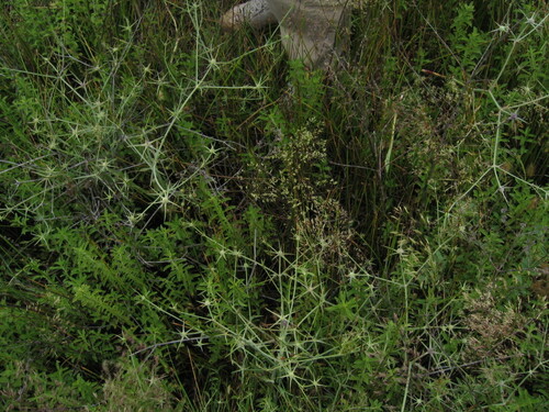 Eryngium corniculatum, photograph 5