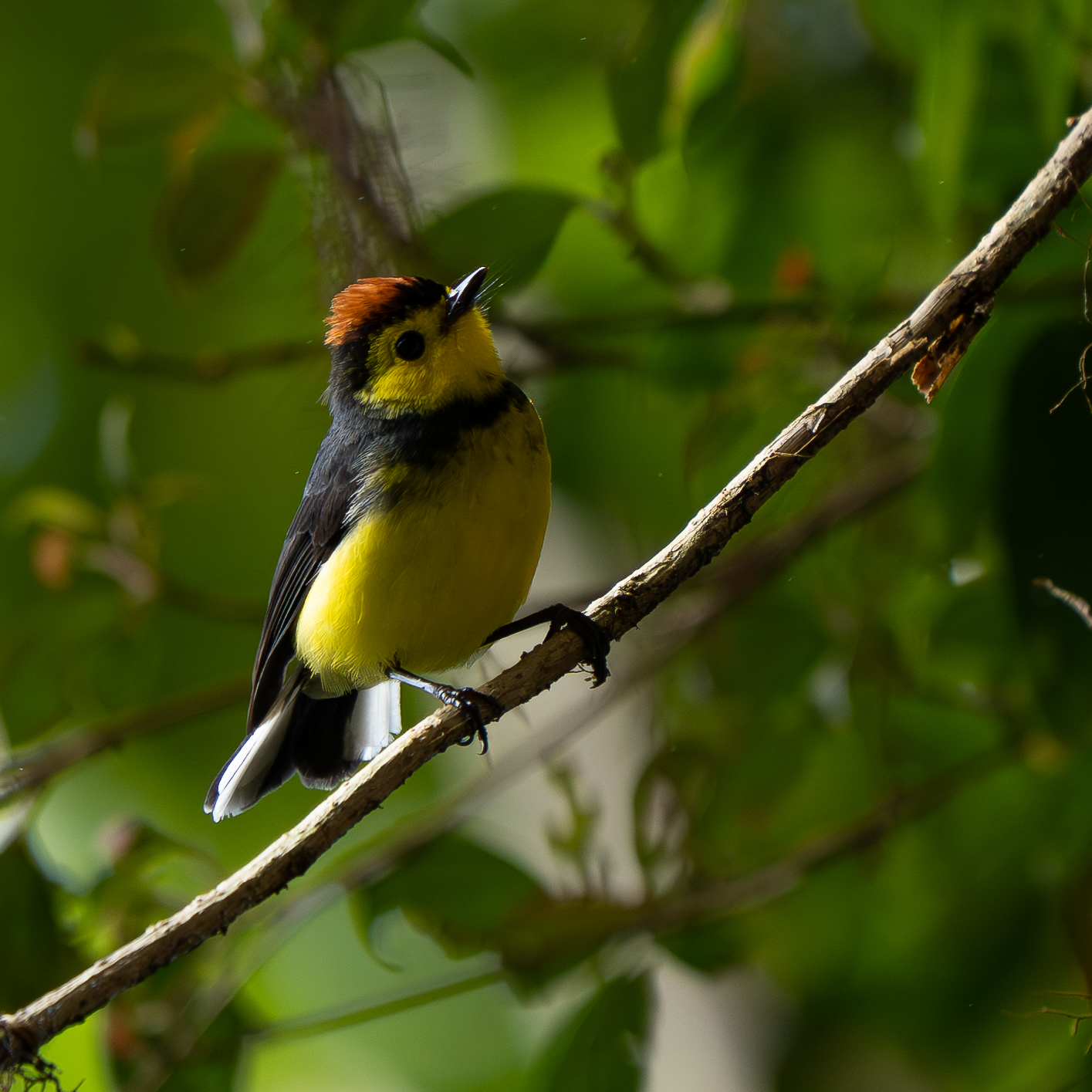 Collared Whitestart (Myioborus torquatus), photo 3