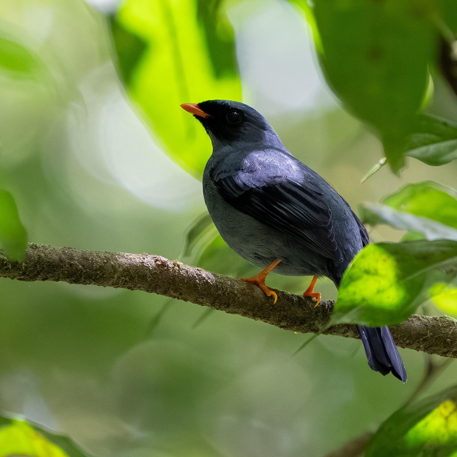 Black-faced Solitaire (Myadestes melanops), photo 1