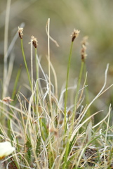 Carex simpliciuscula