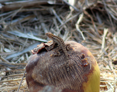 Sceloporus utiformis