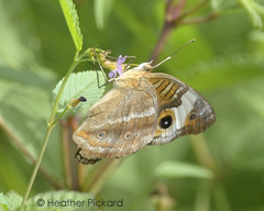 Junonia neildi