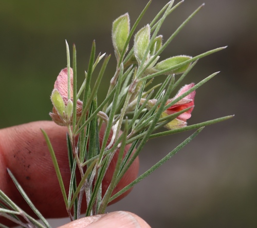 Thread SIlverpod (Argyrolobium filiforme)