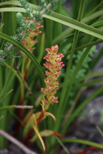 Ringspur Monadisa (Disa densiflora)