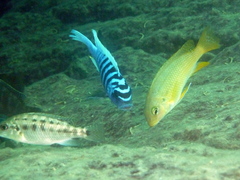 Maylandia zebra