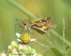 Hylephila phyleus phyleus