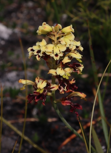 Yellow-black Reedpipe (Tritoniopsis parviflora)