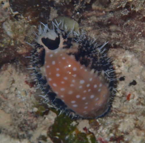 Cypraea camelopardalis observed 2026-02-04